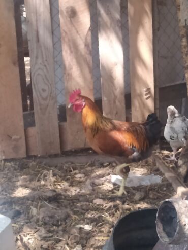 Inəklər, öküzlər: Xoruz, il: 1, Ünvandan götürmə
