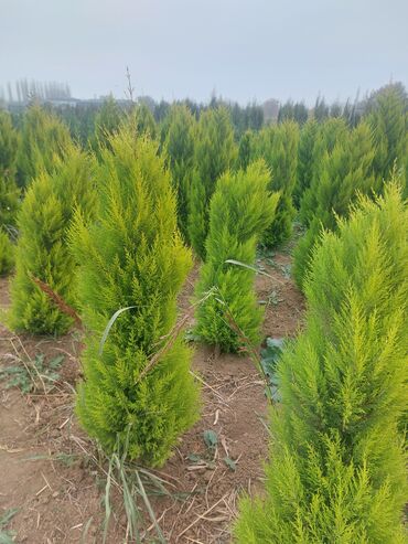 Şitillər: Məhsul: Gül kolları (qızılgül) Təsvir: - Şəkillərdə müxtəlif rəng və — 9