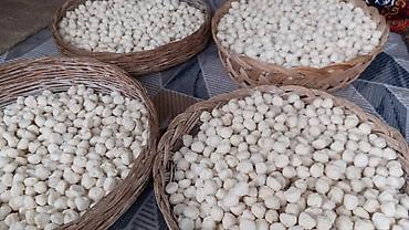купить жалюзи в бишкеке цена: Курут натуральные молочные продукты — 3