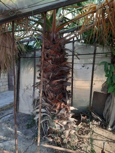 Ağaclar: Orginal Vaşinqton palmalar 10-12-illik 6-7 metrlikdi. qiymətdə — 5