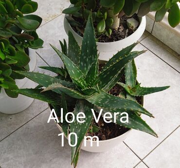 Otaq bitkiləri: Sukulənlər – müxtəlif növlər birbaşa qabda - Qab 1: Eyni qabda iki — 5