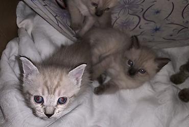 котята сиамской кошки: Отдаю в добрые руки! Хорошим семьям) Прошу чисто символическую сумму — 1