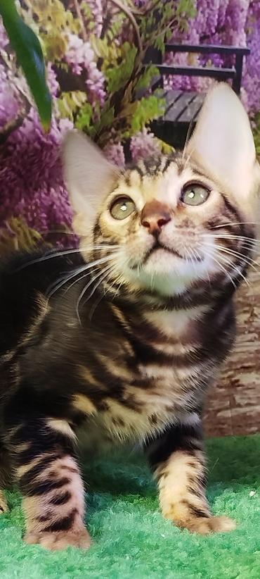 Продажа кошек: Бенгальская, 2 месяца, Мальчик, Черный, Приучена к лотку, Проглистована, С документами — 26