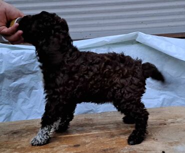 Psi: Prelepi štenci Lagoto Romanjolo dostupni za nove domove. Rođeni — 14