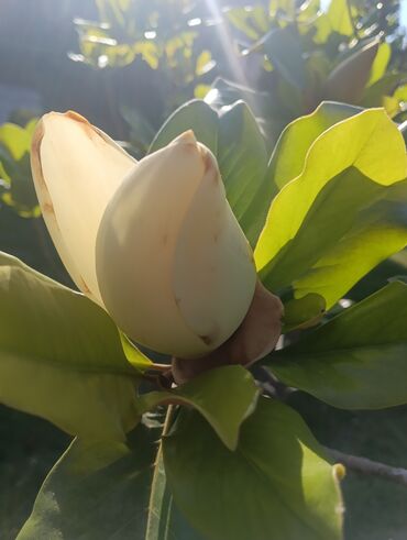 Toxumlar: Abadliq isleri qazon torf agaclar gul cicey bağlarda umumi abadliq — 9