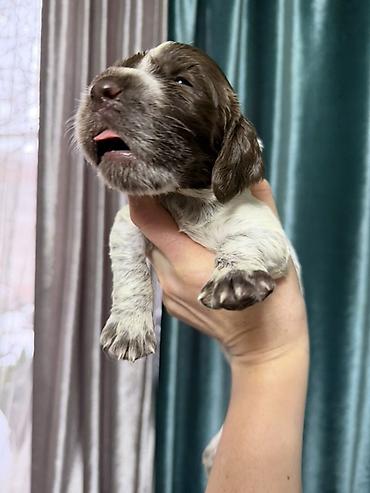 Продажа собак: Русский охотничий спаниель! Предлагаются к бронированию щенки — 5