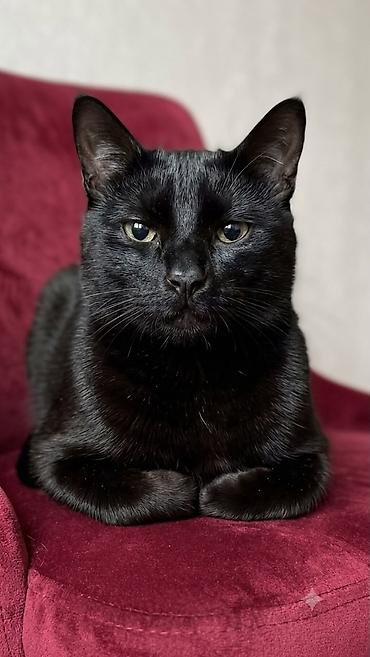 корм для котят: Черные котята, 2 мальчика. Смесь котиш страйт прямоухий с таби — 3