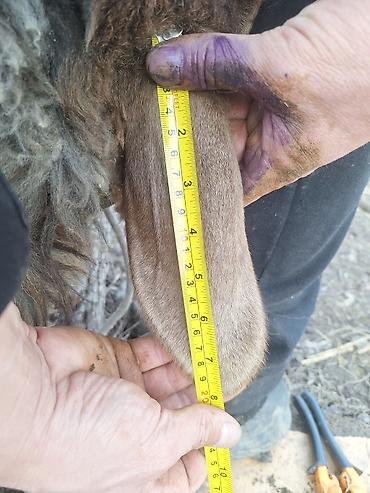 Баран, овца: Продаю | Баран (самец) | Для разведения — 4