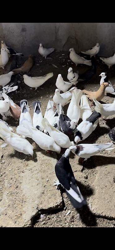 mops qiymeti: Salam Aleykum qərdeşdər kim özünə seçilmə yaxçı heyvan istiyirsə əlaqə — 4