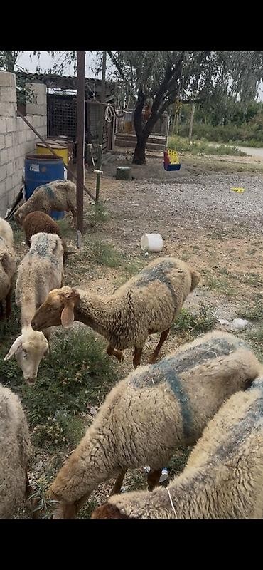 halep kecisi satilir: Isdiyen olsa elaqe saxlasin - Fotoşəkillərdə göstərilən yerli — 2