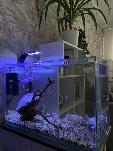 живой сазан: Продается аквариум 100л с рыбками и с всеми оборудованием 1)Фильтр