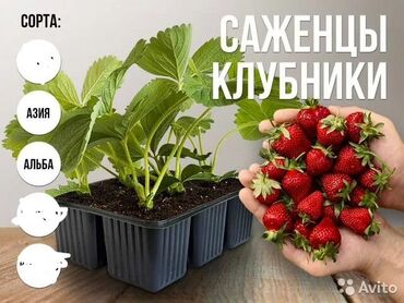 порошок миф оптом бишкек: Рассада : Клубника, Самовывоз