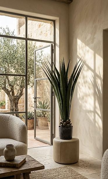 studiya otaq: Dekorativ otaq bitkisi – yüksək boylu sukulent (agave tipli), qara — 1