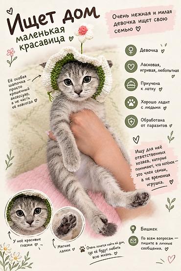 Отдам даром кошку: Кошка даром: Беспородная, Девочка, Приучена к лотку — 1