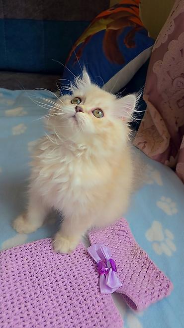 Pişiklər: Britan, Dişi, Yaxşı əllərə, Ünvandan götürmə — 9