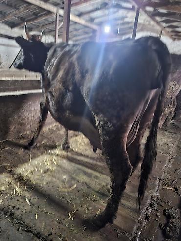 Коровы, быки: Продаю | Корова (самка), Тёлка — 11