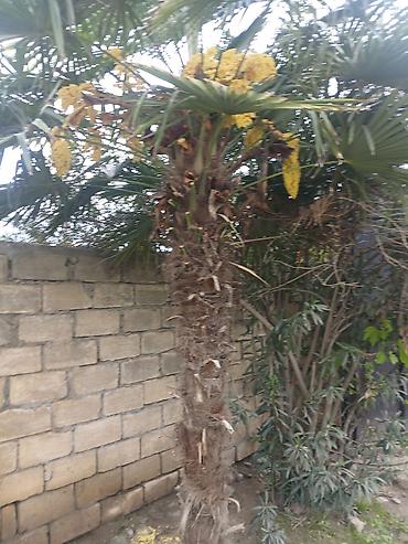 kohnə xalcalar: Trachycarpus fortunei (yelpənək xurması) – həyət və bağ üçün dekorativ — 1