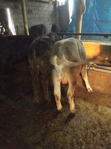 Коровы, быки: Продаю | Бык (самец) | Полукровка | На откорм — 3
