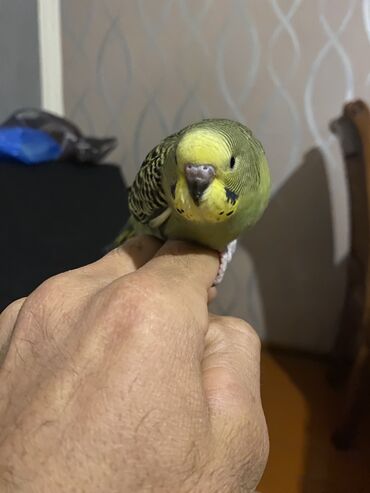 Tutuquşları: Valnis balaları satılır ətraflı məlumat üçün vasapa yazın Birdəki — 5