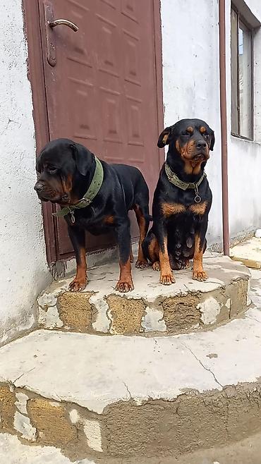 it satiram 50 manat: Rotveyler, 2 ay, Dişi, Peyvəndli, Ünvandan götürmə — 2