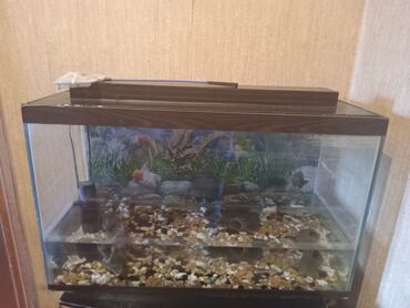 islenmis akvarium satisi: Аквариумы