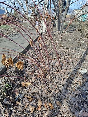 Смородина: Смородина — 13