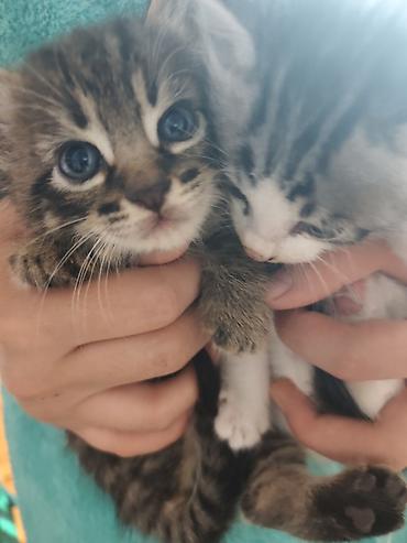 котята дарлм: Котята, 2 малыша из одного помёта: - Окрас: один тигровый табби с — 5