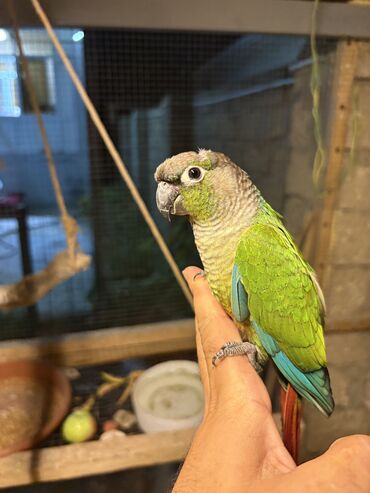 Tutuquşları: Conure erkək ayağı üzüklü