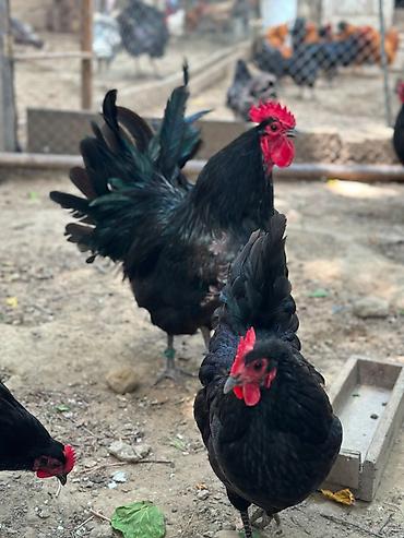 ari ailesi satisi: Avstrolup ailesi satilir 4 fere 1 xoruz bir illik heyvanlardi uzun — 2
