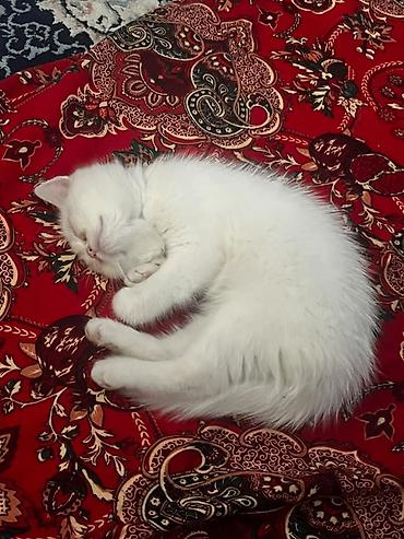 Мышыктар: Скотиш Страйт (Шотландиялык тик кулактуу), 2 айлык, Эркек, Ак — 1