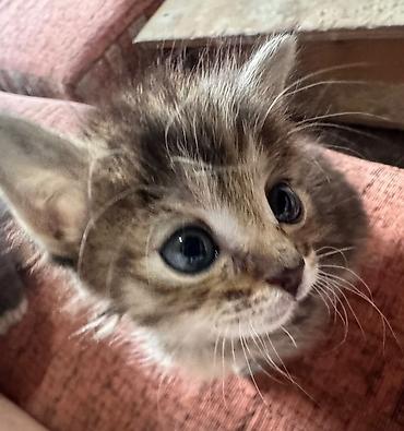 щенки отдам даром: Котята и молодые кошки, разные окрасы и типажи: - Серебристо-серый — 5