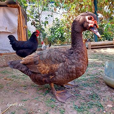 хары бюльбюль купить: Orginal Təmiz qan Krasnador Erkəyi 6 Aylıqdı Tam Sağlam ideal erkəydi — 1