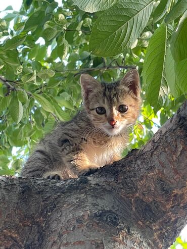 котята в добрые руки бесплатно: Бесплатно к доброй руке