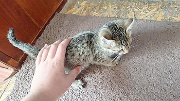 собака бордер коли: Кошка даром: Беспородная, 2 месяца, Девочка — 1