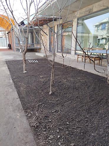Газон: Сеем газон, Поссев газон, Газон себебиз 🌱 под ключ 🏡по городу бишкек — 20