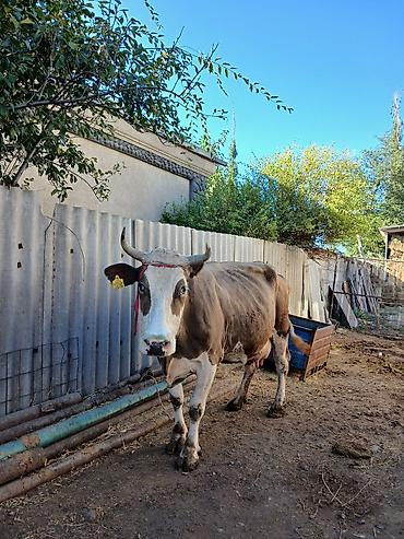 собака беловодск: Продаю | Корова (самка) — 3