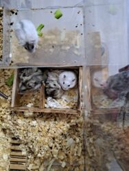 декоративные кролик: Срочно продам хомячков