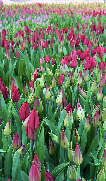 Цветы из бисера: Принимаем предзаказ тюльпанов!!! Успейте заказать!!! До 3 марта 110 — 10