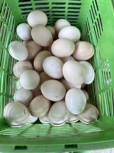 Куры, петухи: Продаю | Инкубационные яйца | Хай-Лайн Соня Грей | Для разведения, Несушки