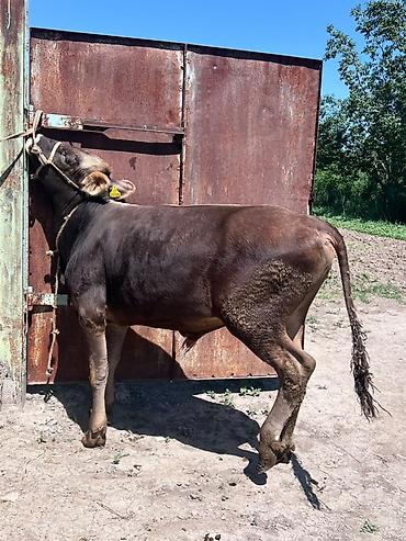 Коровы, быки: Продаю | Бык (самец) | На откорм — 3