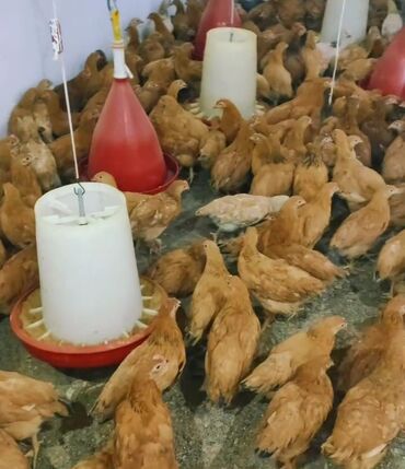 qırğı quşu: Colpalar,peyvəndləri olunub