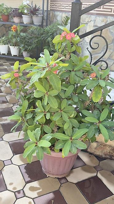 Молочаи: Молочай Миля (Euphorbia milii) в крупном пластиковом кашпо. - — 1