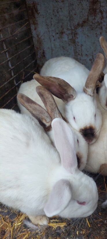 дикоративные кролики: Продаём кроликов,есть самки и самцы
