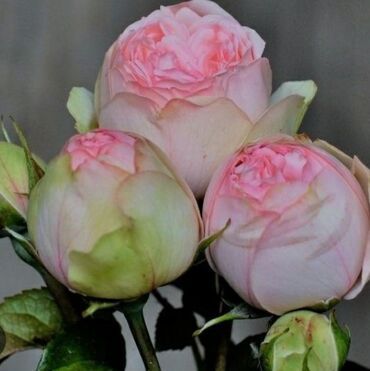 Другие специальности: Пионовидная роза Чарминг пиано- 700 с. Лютик многолетний