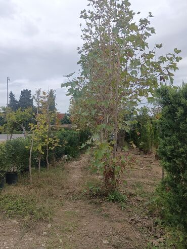 Landşaft işləri: Dekarativ bitgilerin satişi
xan cinar
ekvalit
zeytun — 5