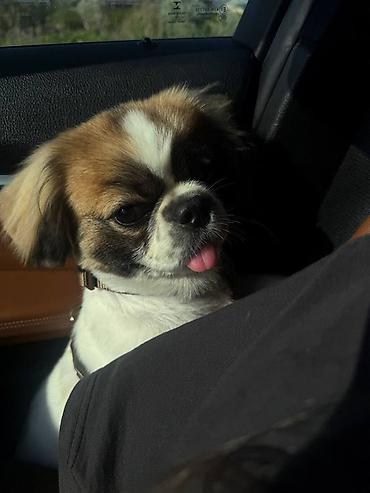 Pekines, 9 ay, Erkək