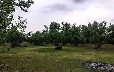 Ağaclar: Fındıq bağı – məhsuldar, baxımlı sahə - Mədəni fındıq kolları — 3