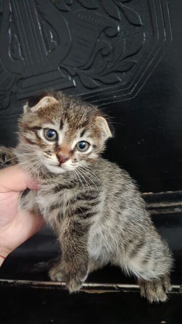 дом кошек: Котята с висячими ушками (тип скоттиш-фолд), возраст приблизительно