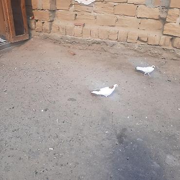 qara toyuq quşu: Qiymete gore narhat elmiyin sondu desde qirmiz quyruxdu seykadi xam — 3