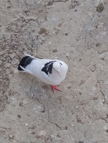 Boynu güllü maya satılır təcili.Qiymət sondur